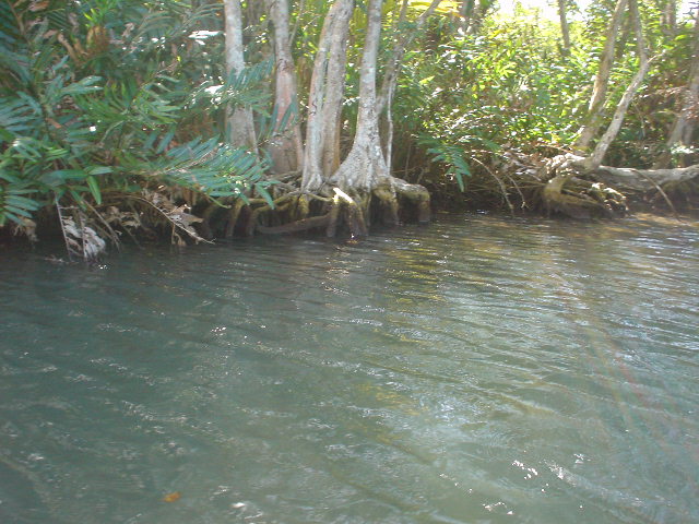 Indian River Dominica
